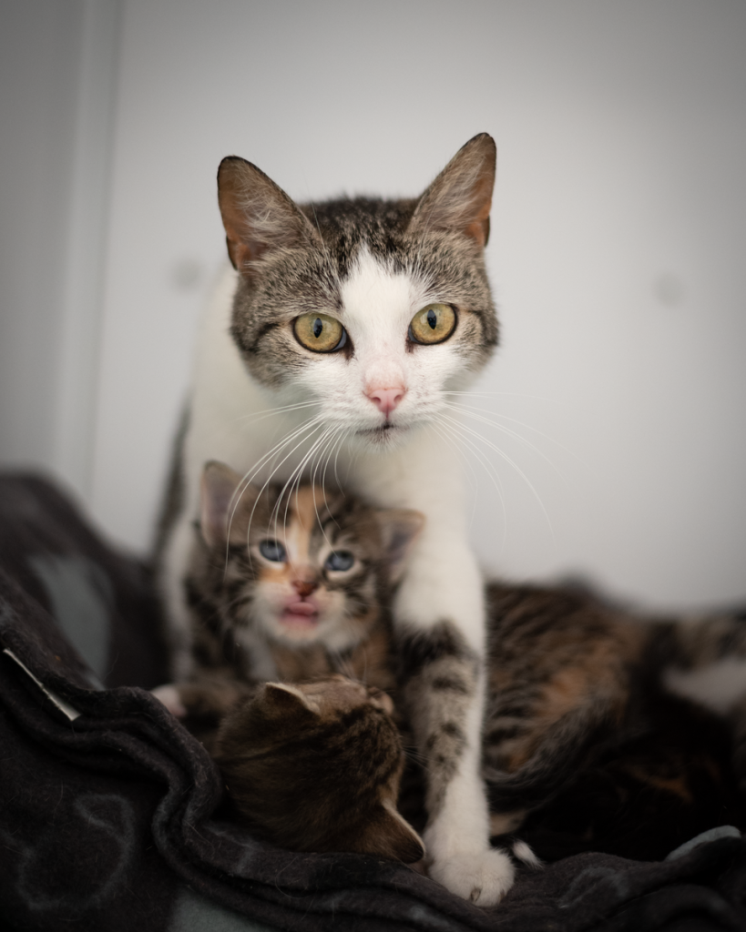 A close-up of a mother cat with her kittens cuddled on a cozy indoor bed.
