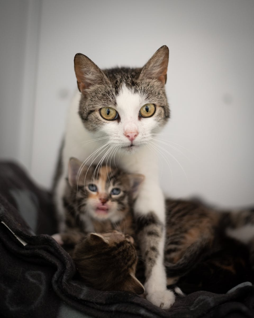 A close-up of a mother cat with her kittens cuddled on a cozy indoor bed.