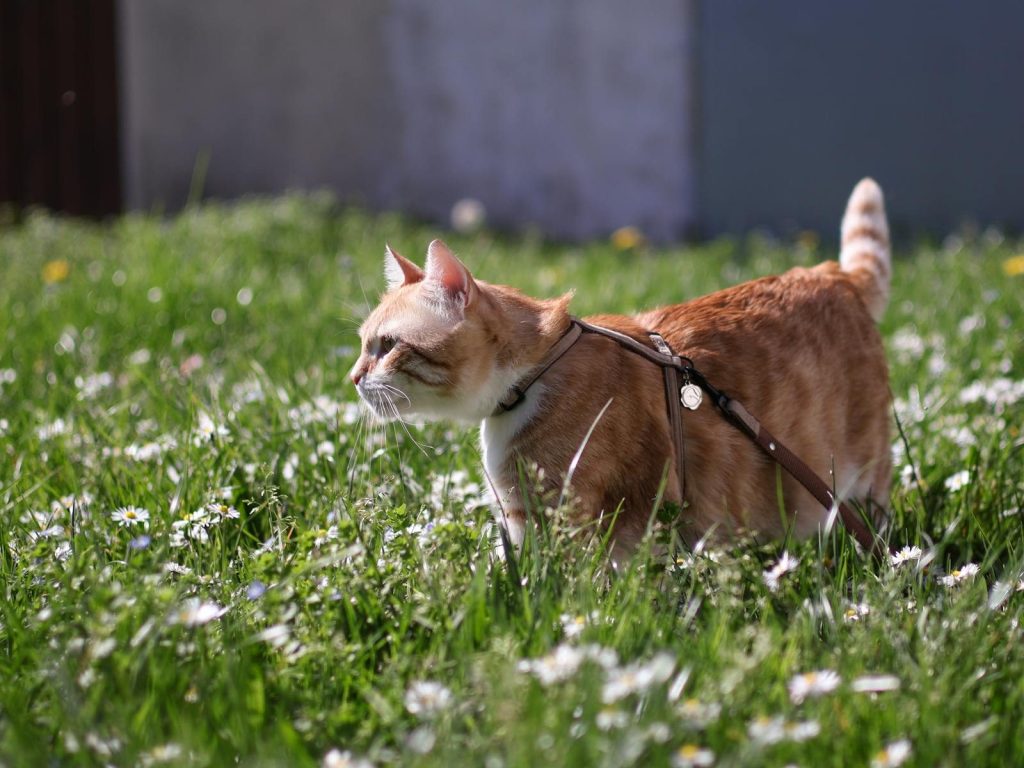 A ginger cat standing on a grassy meadow with daisies, enjoying a sunny day.