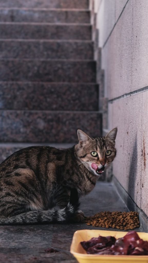 A gray tabby street cat enjoys food on an outdoor city staircase.