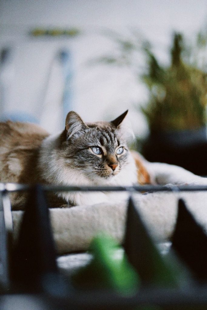 Fluffy Siberian cat relaxing indoors on a sunny day, exuding calmness.