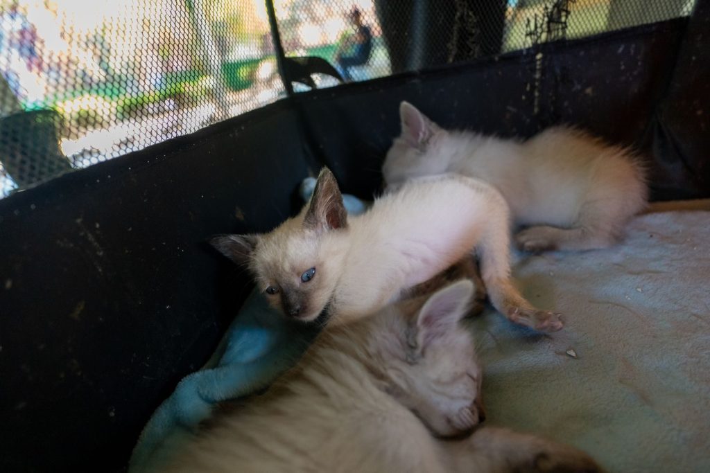Three cute Siamese kittens resting together, showcasing their playful and calm nature.