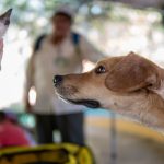 A curious dog examines a cute kitten against a colorful outdoor backdrop in Mexico City.