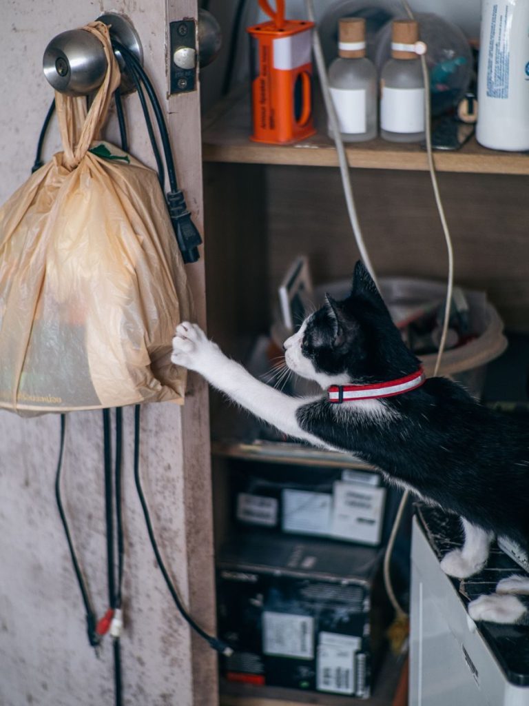 A black and white cat reaching for a hanging bag indoors, displaying playful curiosity.