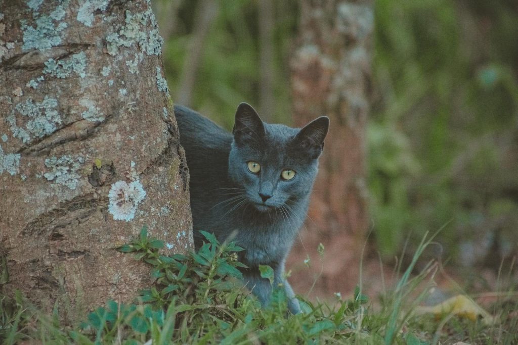 A cautious grey cat peeks from behind a tree in a lush, green outdoor setting.