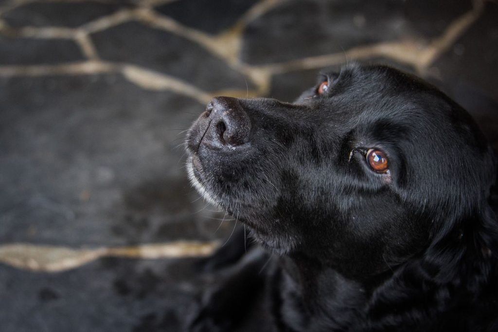 Close-up of a black Labrador Retriever gazing upwards with a calm expression.