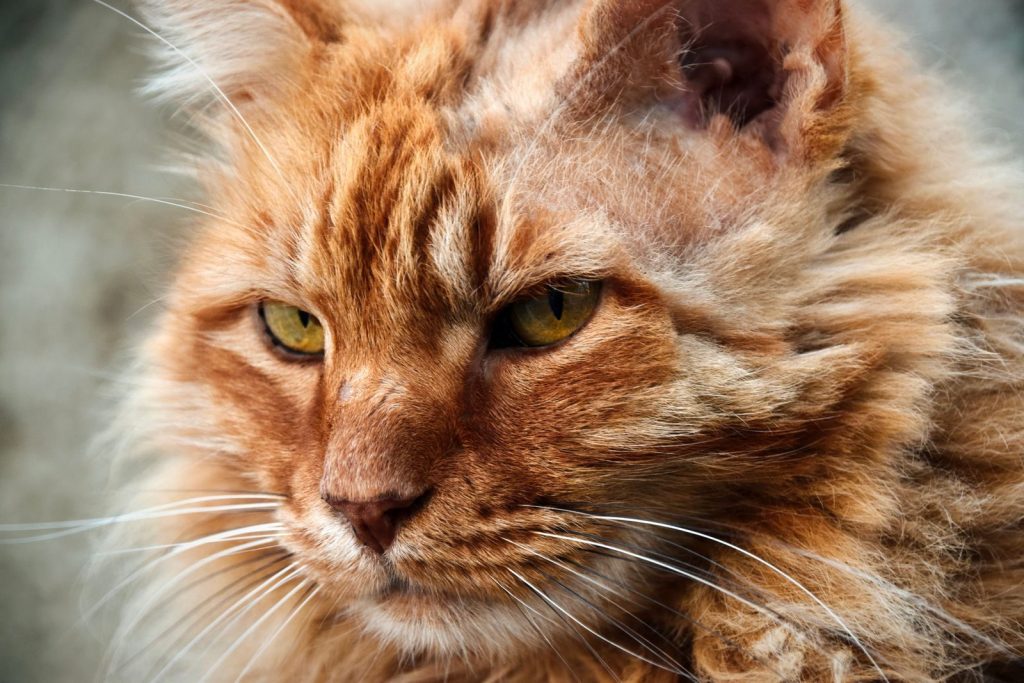 Detailed close-up of a Maine Coon cat with golden eyes and fluffy fur.