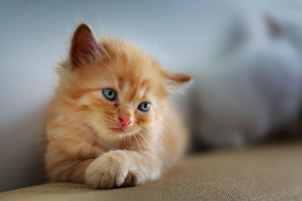 Cute ginger kitten with blue eyes lounging on a couch indoors, showcasing its fluffy fur.