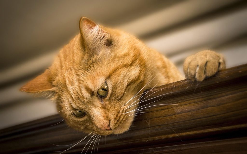 cat, feline, animal, nature, pet, puppy, hair, muzzle cat, domestic cat, brown cat, brown animals, brown hair, brown puppy, brown pets