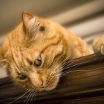 cat, feline, animal, nature, pet, puppy, hair, muzzle cat, domestic cat, brown cat, brown animals, brown hair, brown puppy, brown pets
