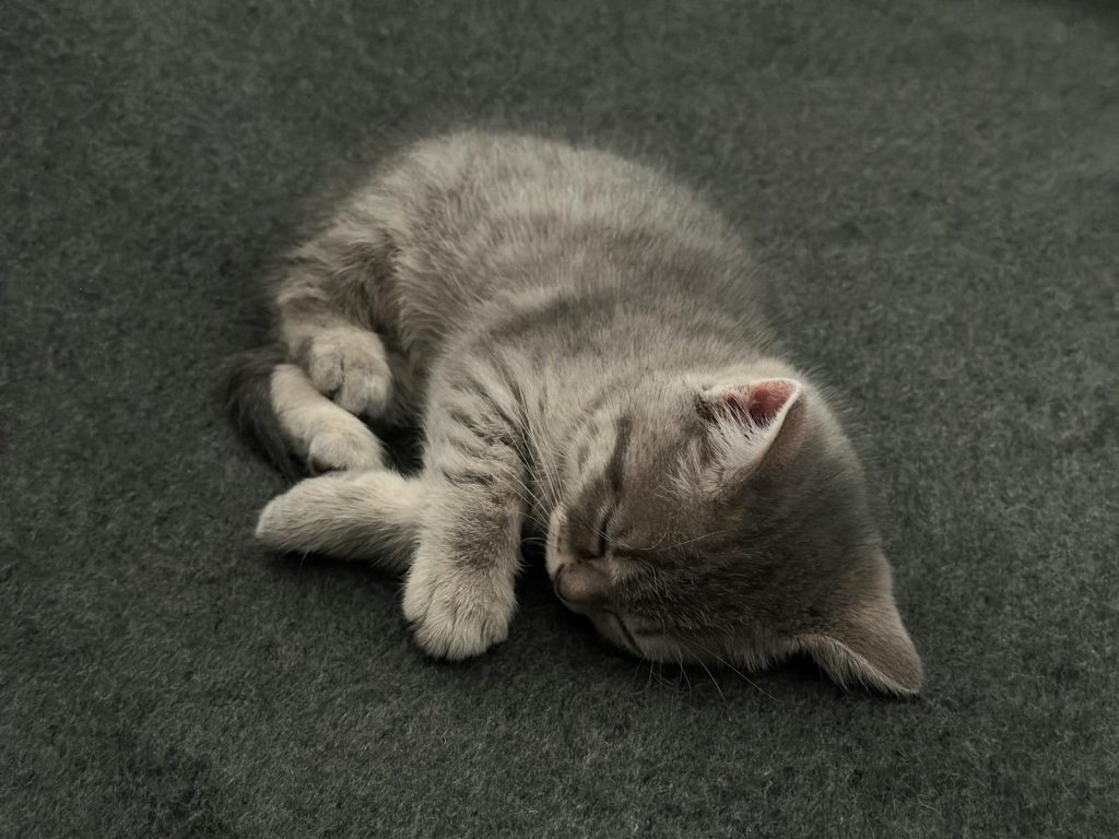 A cute gray kitten peacefully sleeping on a textured gray surface.