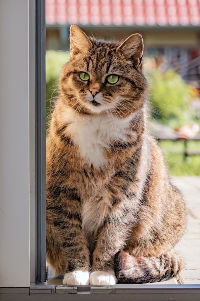 A beautiful tabby cat with green eyes sitting by an open door on a sunny day.