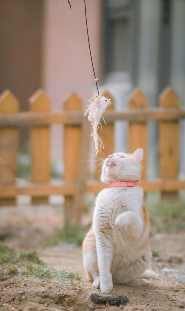 An adorable cat playing with a feathered toy outdoors, showcasing its playful nature.