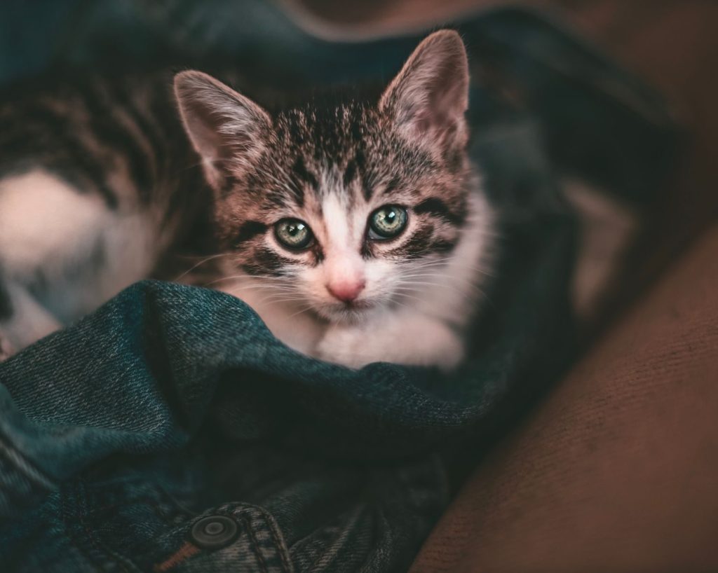 A cute kitten with striking eyes resting on a denim jacket, perfect for pet lovers.