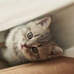 A cute gray kitten looking up while peeking out from behind sheer curtains.