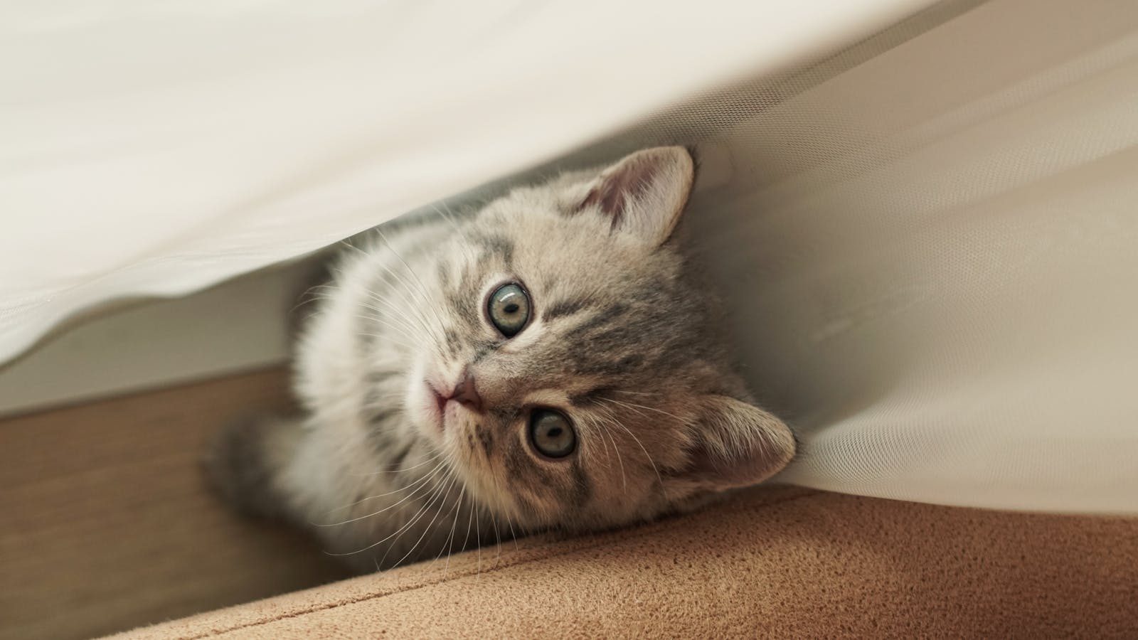 A cute gray kitten looking up while peeking out from behind sheer curtains.