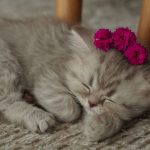 Cute fluffy kitten peacefully sleeping with pink flowers on soft carpet.