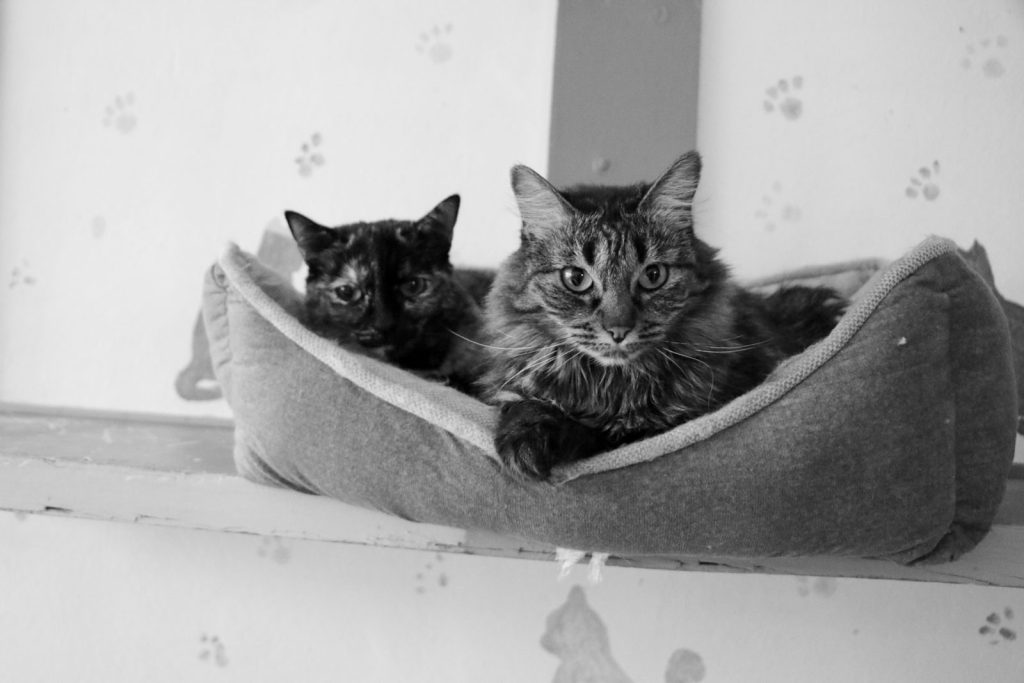 Two cats relaxing in a soft bed, black and white, cozy pet scene.