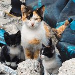 A calico cat and her kittens in a rubble-filled urban area, capturing a moment in their natural environment.