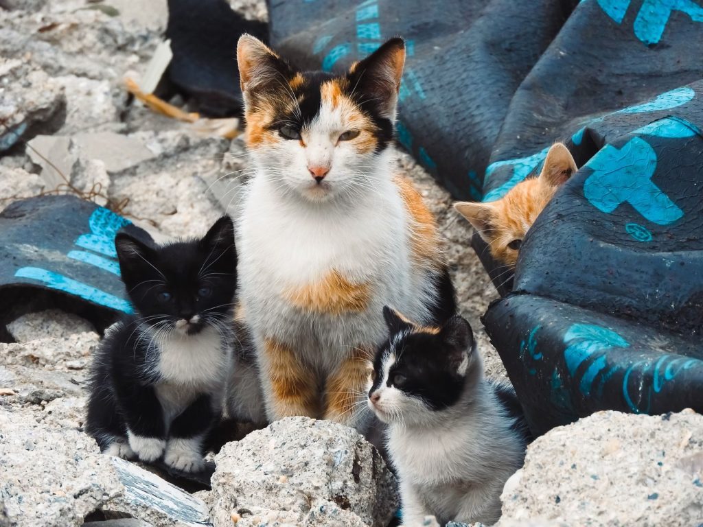 A calico cat and her kittens in a rubble-filled urban area, capturing a moment in their natural environment.