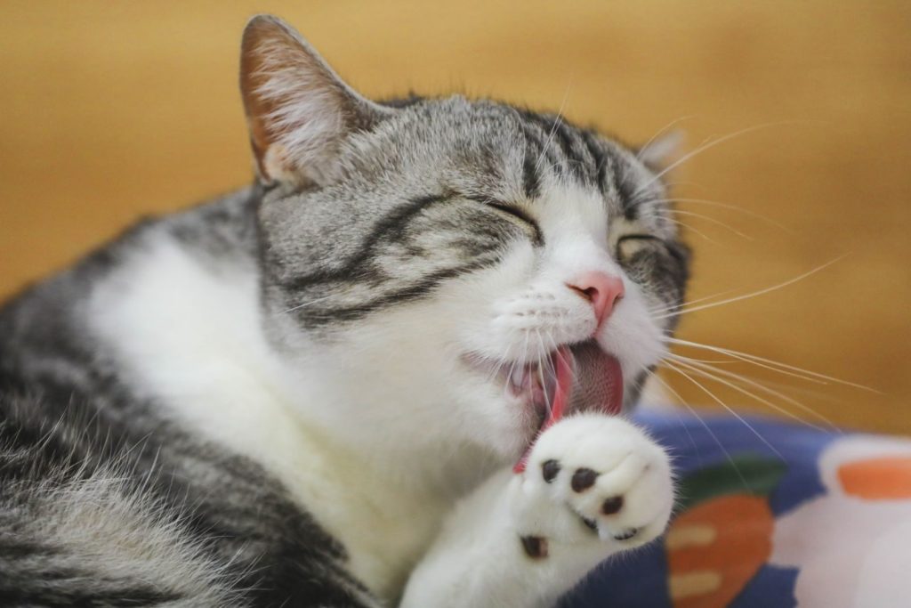 A peaceful gray tabby cat enjoys grooming while relaxing indoors, showcasing feline contentment.