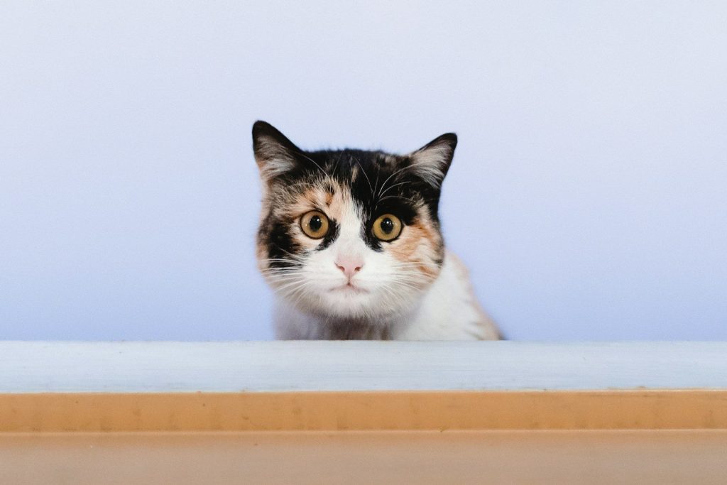 a cat that is looking at the camera