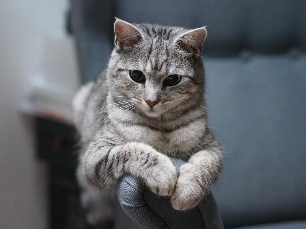 Close-up of a tabby cat lounging on a blue armchair, creating a cozy and serene atmosphere indoors.