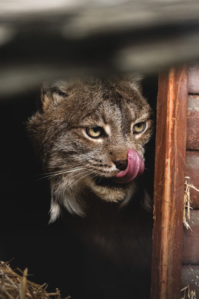 Intense bobcat in natural habitat licking its lips, showcasing wild beauty.
