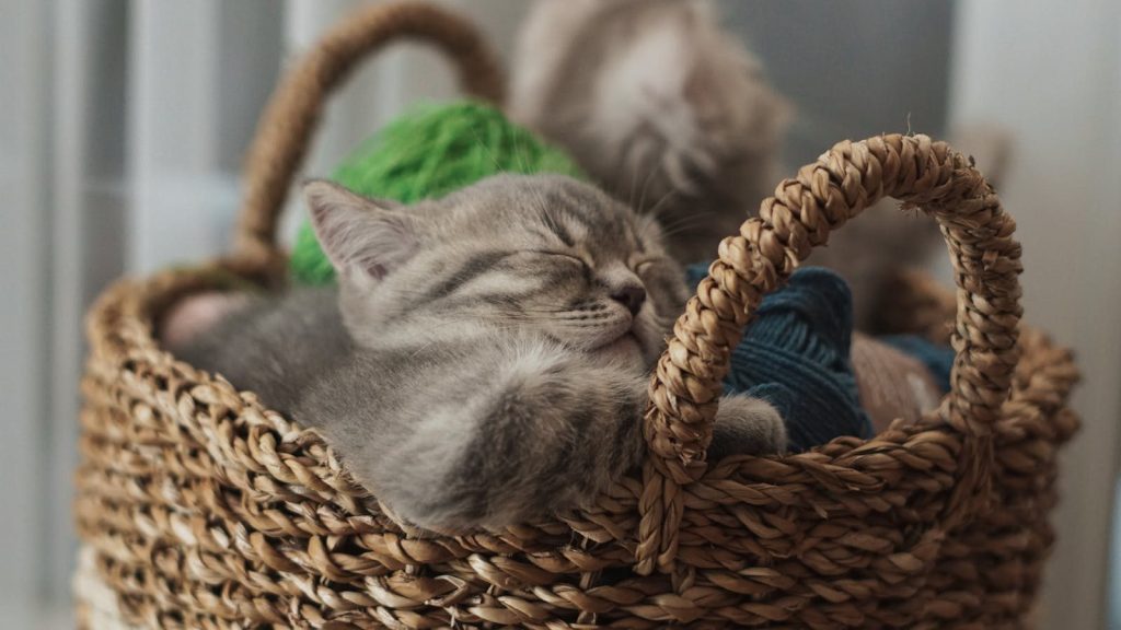 Adorable kitten sleeping in a cozy basket surrounded by colorful yarn balls.
