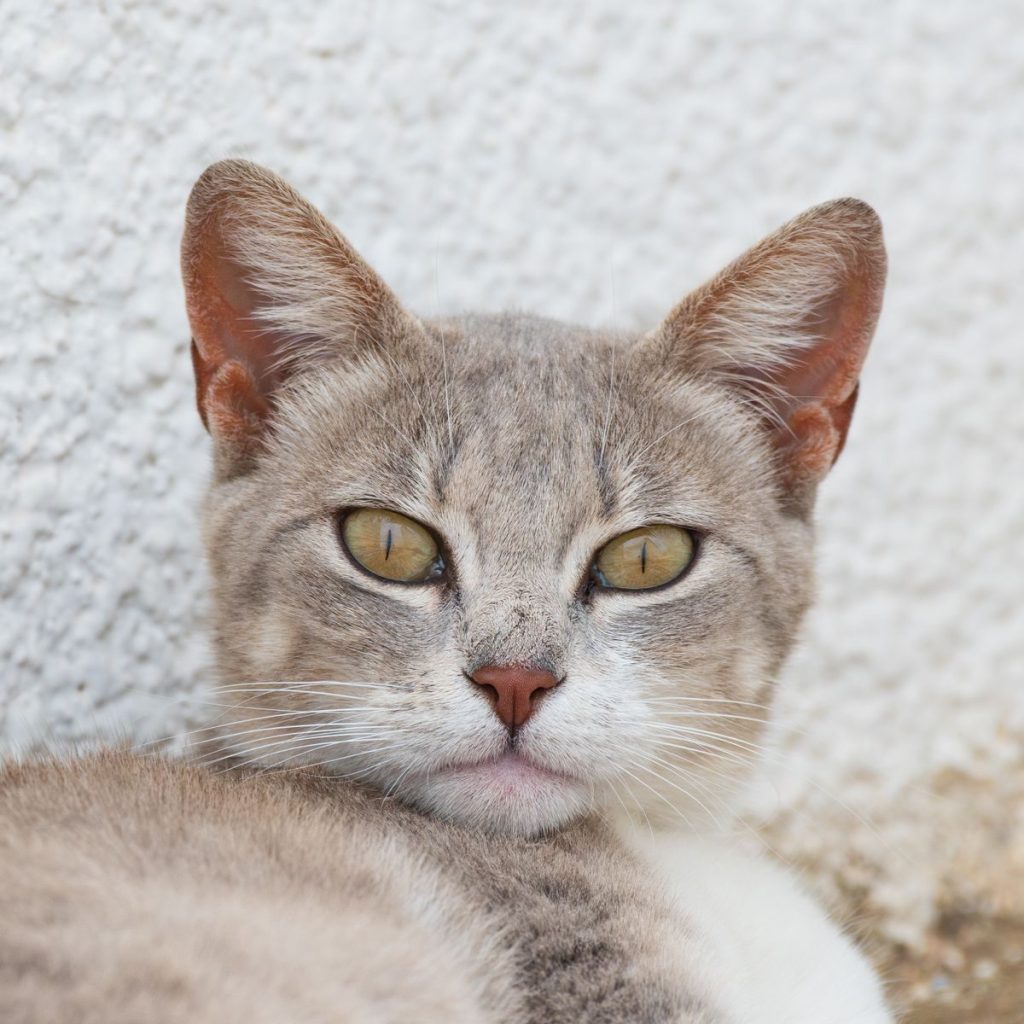 Intimate close-up of a gray domestic cat with striking eyes against a textured background.