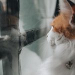 A fluffy cat with orange and white fur looks out a window, creating a peaceful scene.