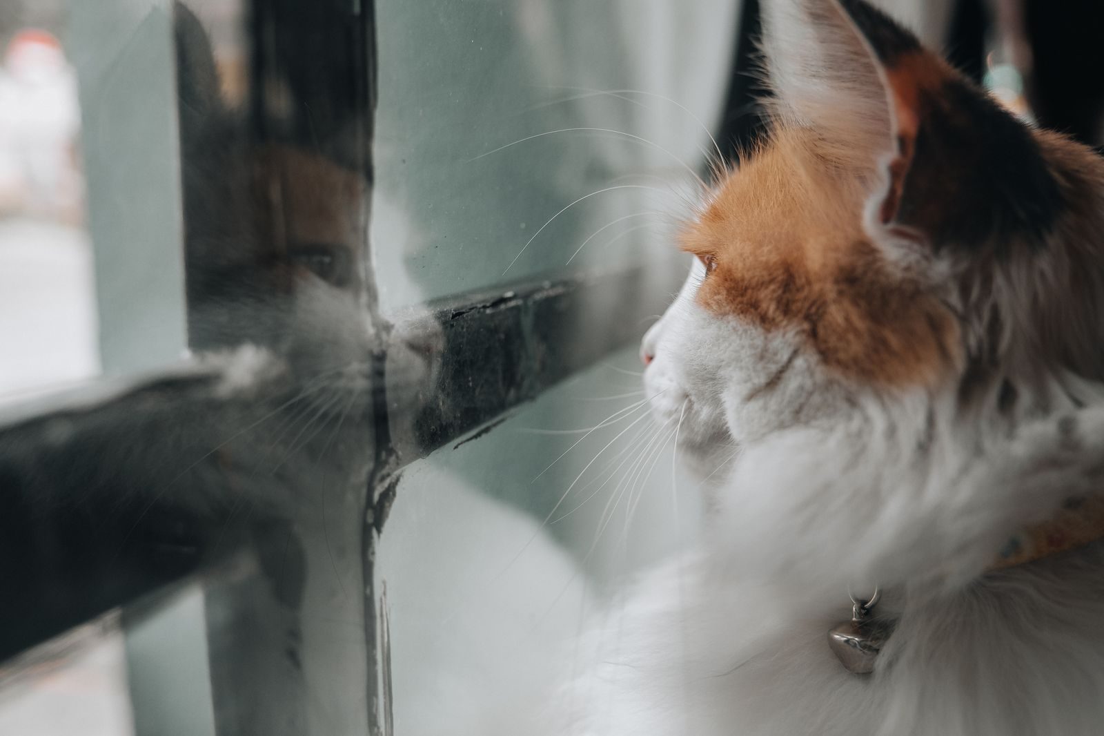 A fluffy cat with orange and white fur looks out a window, creating a peaceful scene.