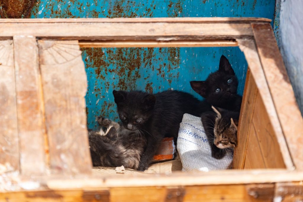 Cute kittens peeking out from a wooden box shelter, radiating charm and curiosity.