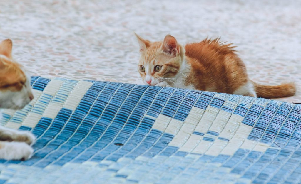 Adorable kittens playing on a patterned blue mat, showcasing playful curiosity.