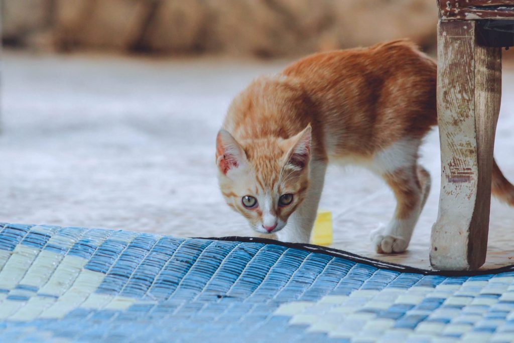 Adorable ginger kitten curiously exploring indoors, showcasing its playful nature.