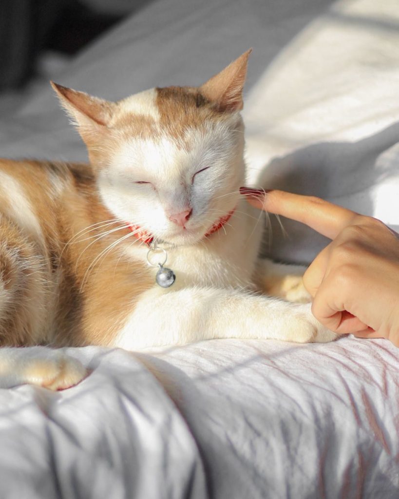 A cozy cat enjoying the warmth of sunlight on a soft bed, touched gently by a hand.