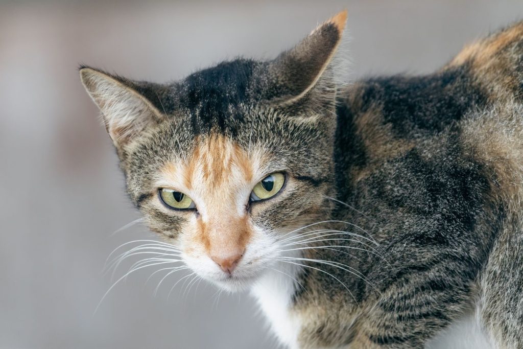 Detailed close-up of a calico cat with intense eyes, showcasing its unique fur patterns.
