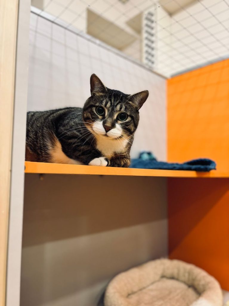 Cute tabby cat lounging on a shelf in a cozy indoor setting.