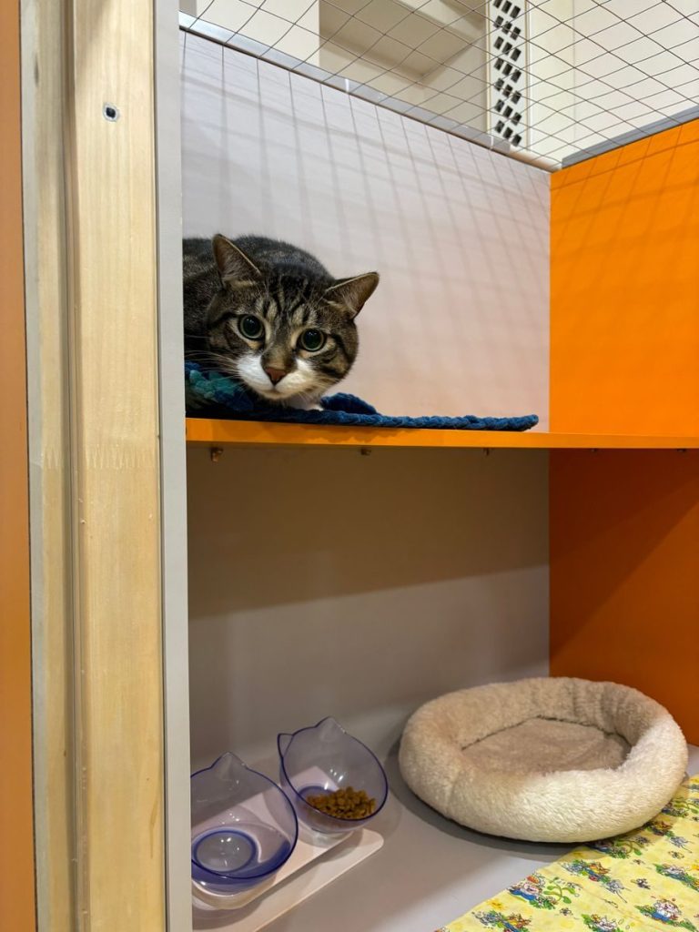 A tabby cat comfortably lying on a shelf with food bowls and a bed nearby indoors.