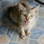 High angle view of a domestic cat hissing while sitting on a tiled floor indoors.