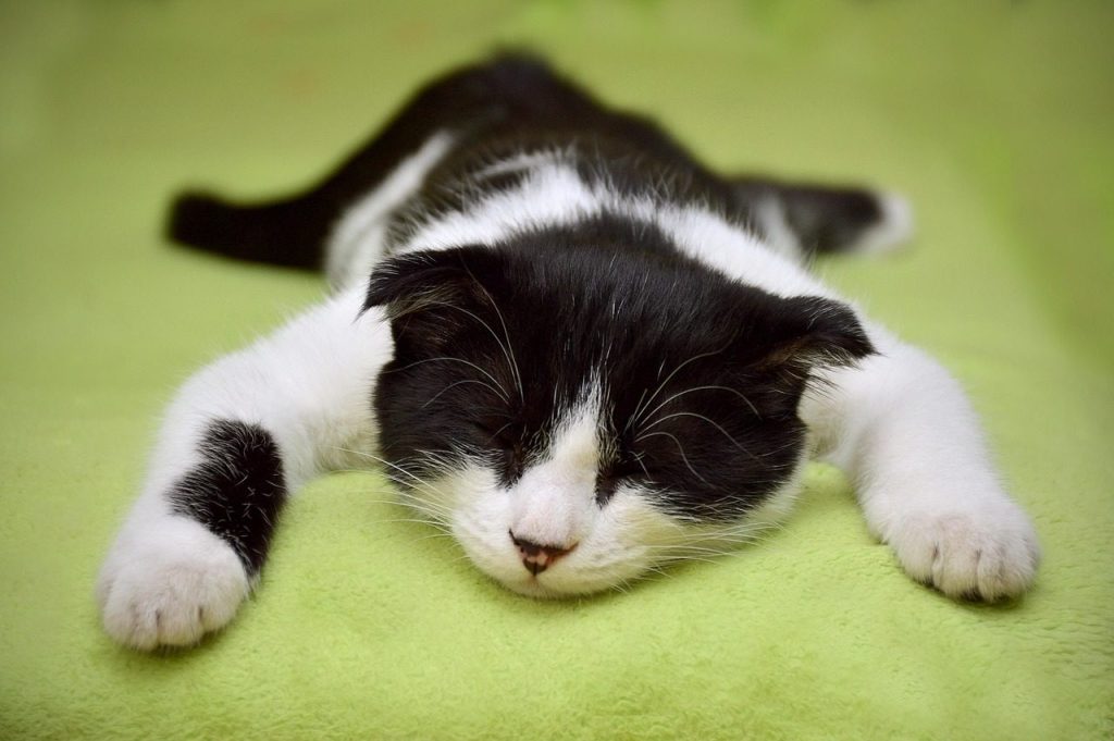 cat, sleeping cat, feline, pet, nature, animal, lazy cat
