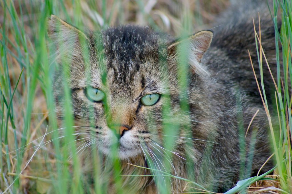 A gray cat with green eyes peers through tall grass, showcasing its wild charm.
