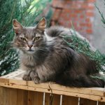 Charming grey cat lounging on a wooden crate, surrounded by greenery, creating a serene and natural scene.