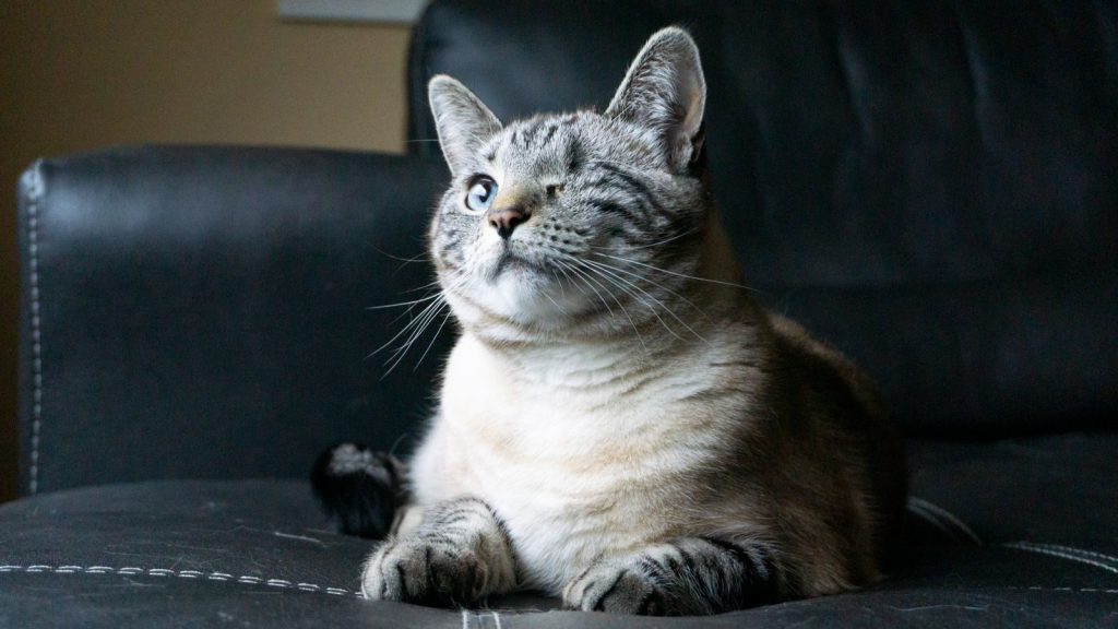 A captivating portrait of a one-eyed domestic cat with fluffy fur peacefully resting indoors.