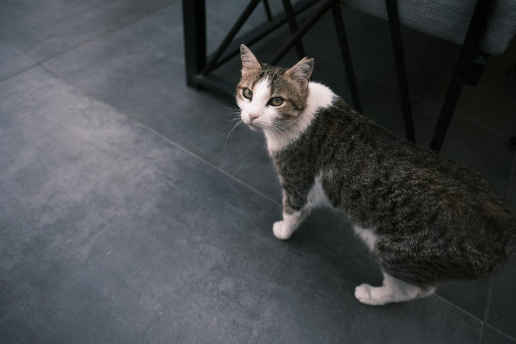 A curious tabby cat stands on a sleek tiled floor indoors, looking keenly upwards.