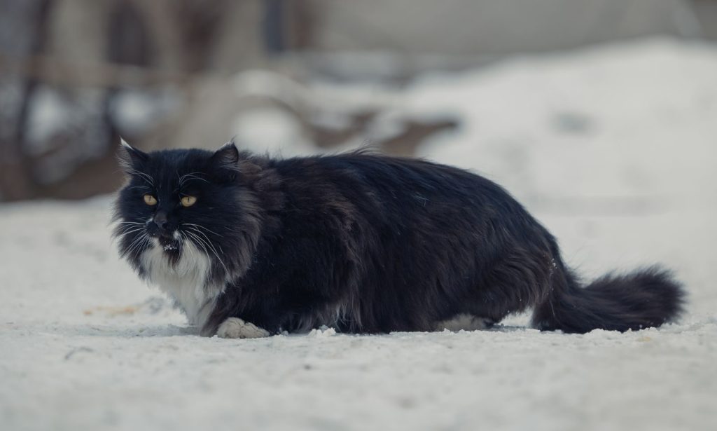 A fluffy black cat with a white chest walks over snow, capturing a serene winter moment.
