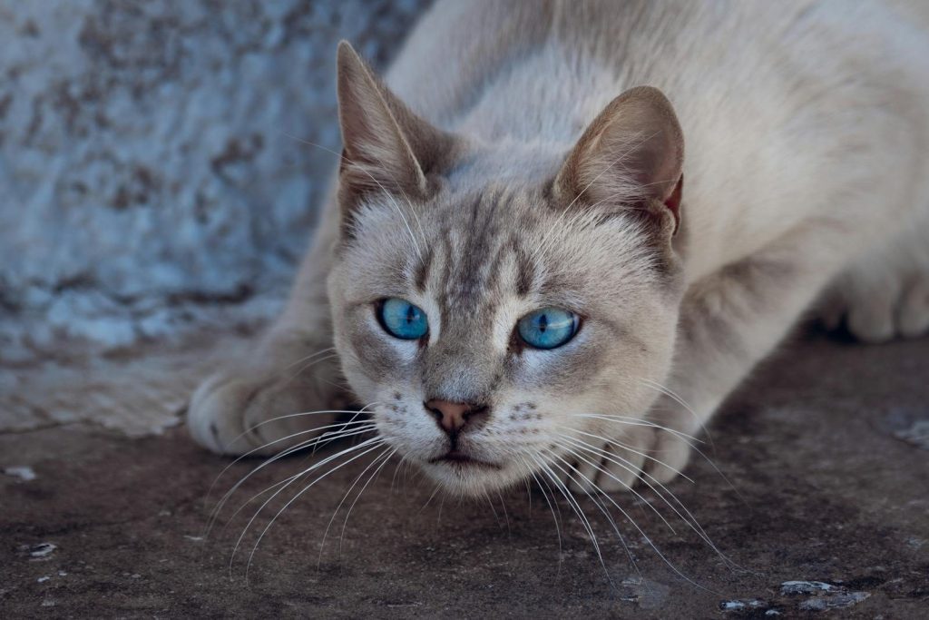 Close-up of a blue-eyed cat in a crouched hunting stance on a concrete floor.