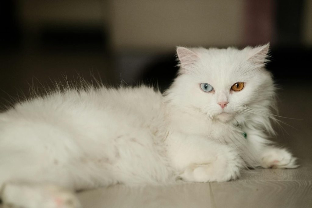 A stunning white cat with heterochromia lying down indoors, showcasing its striking eyes.