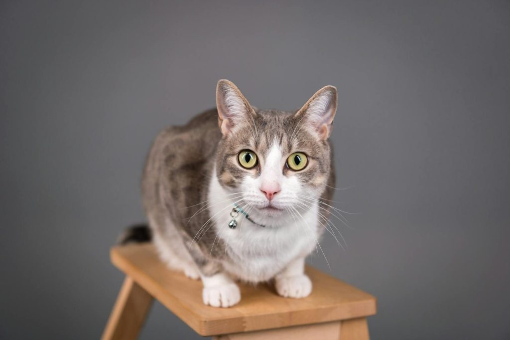 A domestic cat with a collar sitting on a wooden stool in a studio setting, offering ample copy space.