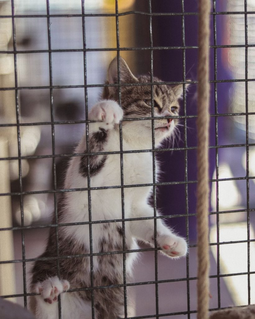 Cute tabby kitten climbing on cage in pet shelter, seeking adoption.